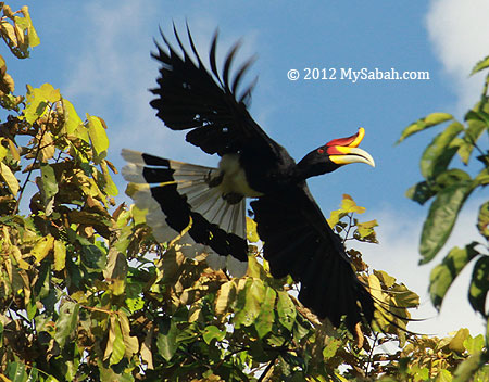 Rhinocerous hornbill in flight