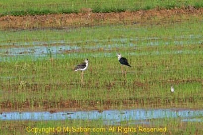 Black Winged Stilt