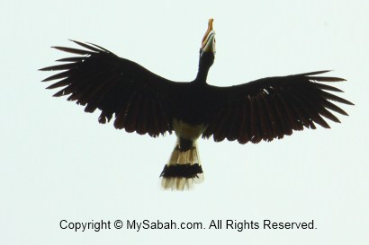 Rhinoceros hornbill