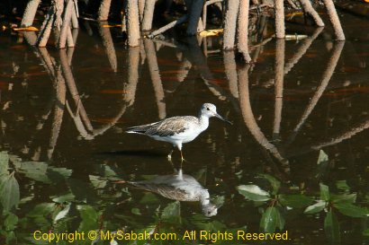 Common greenshank