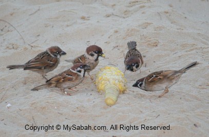 Eurasian Tree Sparrow