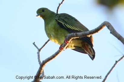 Green imperial pigeon