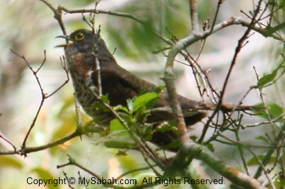 Dark-Hawk Cuckoo