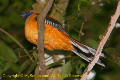 Whitehead's Trogon