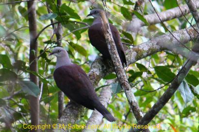 Mountain Imperial Pigeon