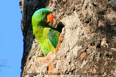 Blue-naped parrot