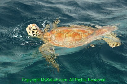 turtle of Sipadan