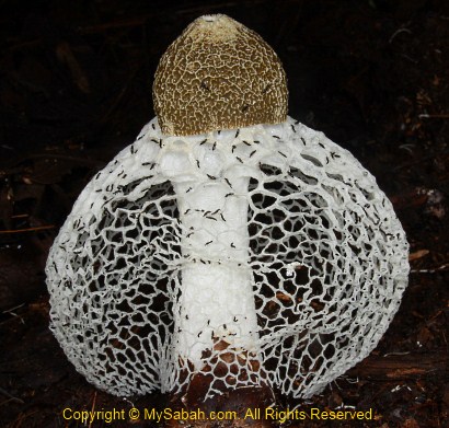 Bridal veil stinkhorn