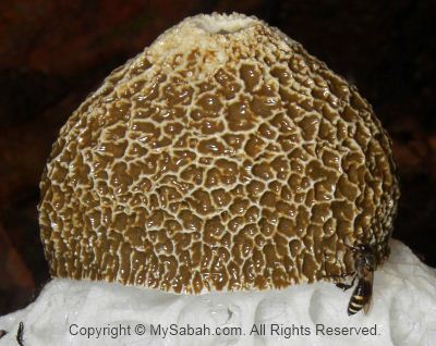 Bee attracted by stinkhorn