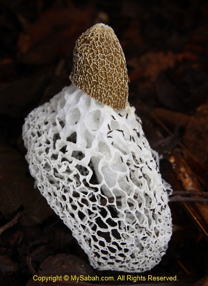 Long net stinkhorn