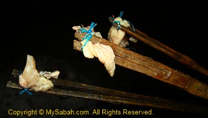 bait for crab fishing