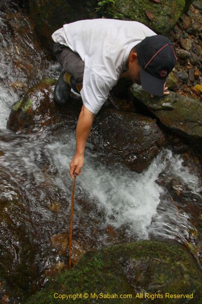 crab fishing in small stream