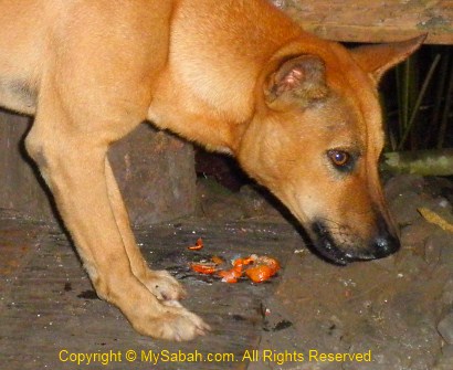 dog enjoying crab