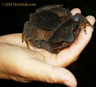 Bornean Horned Frog