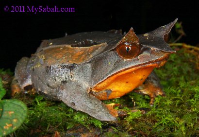 Bornean Horned Frog