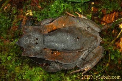 Bornean Horned Frog