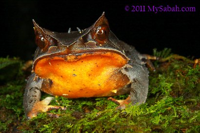 Bornean Horned Frog