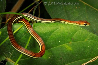 grass snake