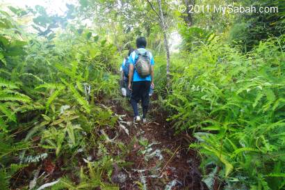 fern path of Pinangah forest reserve