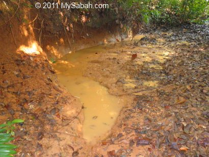 wallow of wild boar