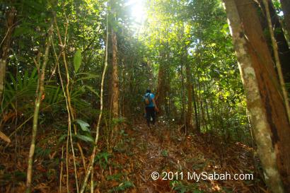 Secondary forest of Pinangah forest reserve