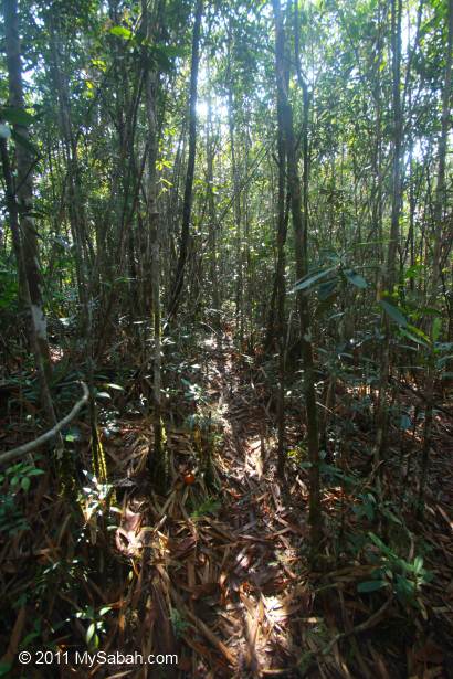 nature trail to Center of Sabah