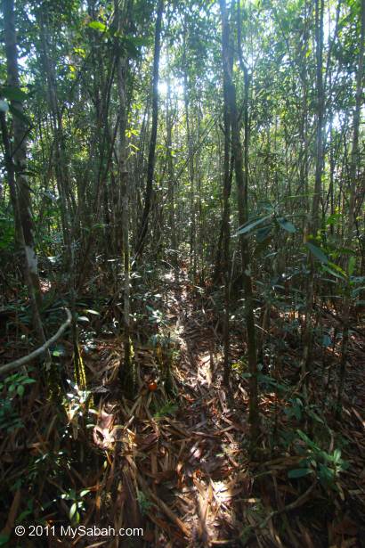 nature trail to Center of Sabah