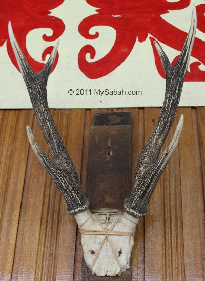 deer horn