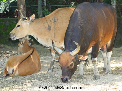 tembadau (Banteng)