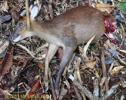 barking deer