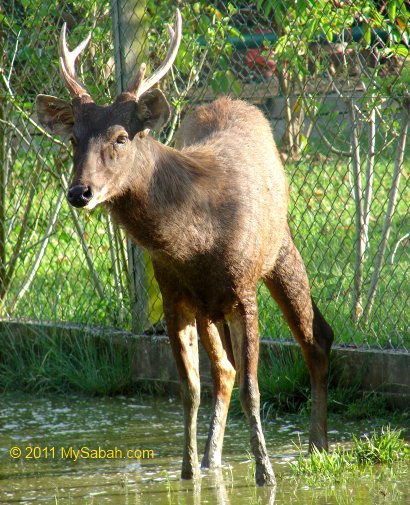 sambar deer (payau)