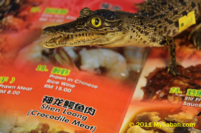 crocodile meat