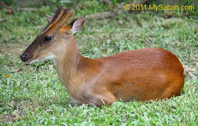 barking deer (kijang)