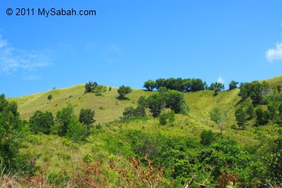 Gundul Hill