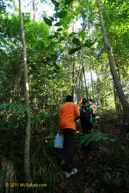 forest of Bukit Gundul
