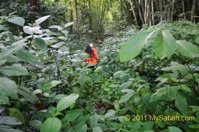 dense shrubs in forest