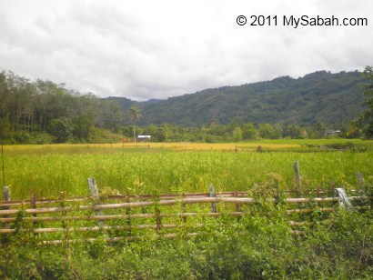 paddy field of Tambunan