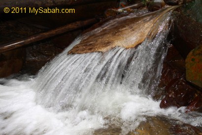 small stream with snake head rock