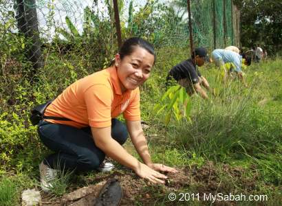 tree planting in Tambunan