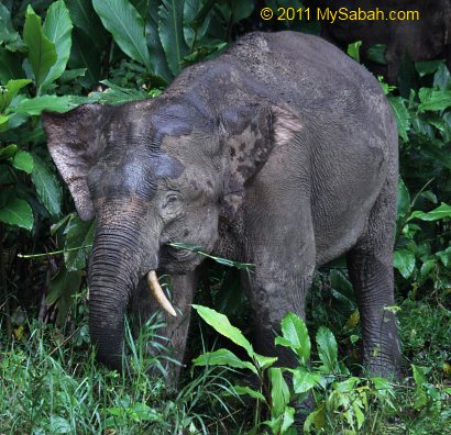 Bornean Pygmy elephant