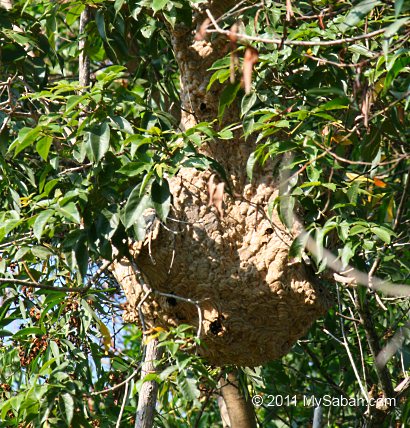 Hornet nest