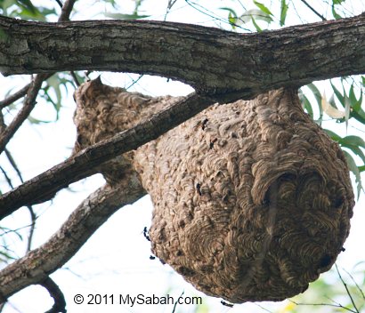 Hornet nest