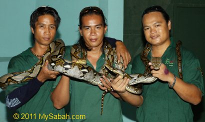 reticulated python