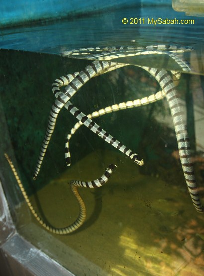 yellow-lipped sea krait