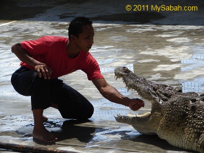 crocodile show