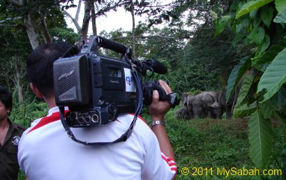 Bornean Pygmy elephant