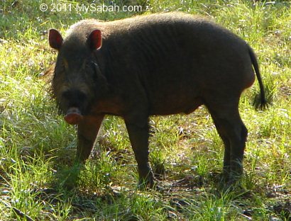 Wild Boar