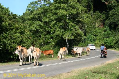 cattle on the road