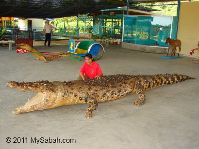 man-eater crocodile