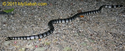 yellow-lipped sea krait